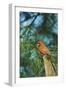 Northern Cardinal-Gary Carter-Framed Photographic Print