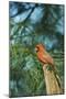 Northern Cardinal-Gary Carter-Mounted Photographic Print