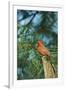 Northern Cardinal-Gary Carter-Framed Photographic Print