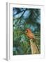 Northern Cardinal-Gary Carter-Framed Photographic Print