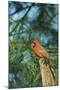 Northern Cardinal-Gary Carter-Mounted Photographic Print