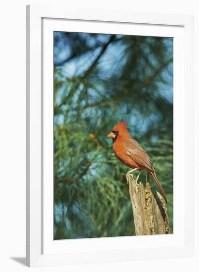 Northern Cardinal-Gary Carter-Framed Photographic Print