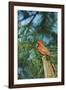 Northern Cardinal-Gary Carter-Framed Photographic Print