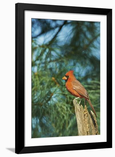 Northern Cardinal-Gary Carter-Framed Photographic Print