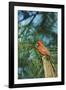 Northern Cardinal-Gary Carter-Framed Photographic Print