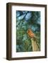 Northern Cardinal-Gary Carter-Framed Photographic Print