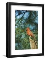 Northern Cardinal-Gary Carter-Framed Photographic Print