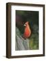 Northern Cardinal-Gary Carter-Framed Photographic Print