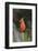 Northern Cardinal-Gary Carter-Framed Photographic Print