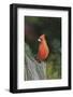 Northern Cardinal-Gary Carter-Framed Photographic Print