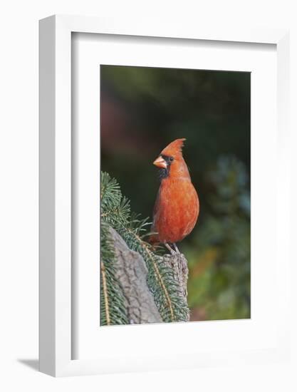 Northern Cardinal-Gary Carter-Framed Photographic Print