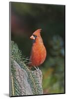 Northern Cardinal-Gary Carter-Mounted Photographic Print