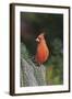 Northern Cardinal-Gary Carter-Framed Photographic Print