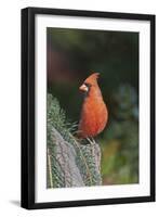 Northern Cardinal-Gary Carter-Framed Photographic Print