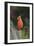 Northern Cardinal-Gary Carter-Framed Photographic Print