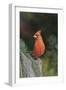 Northern Cardinal-Gary Carter-Framed Photographic Print