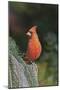 Northern Cardinal-Gary Carter-Mounted Photographic Print