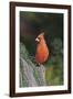 Northern Cardinal-Gary Carter-Framed Photographic Print