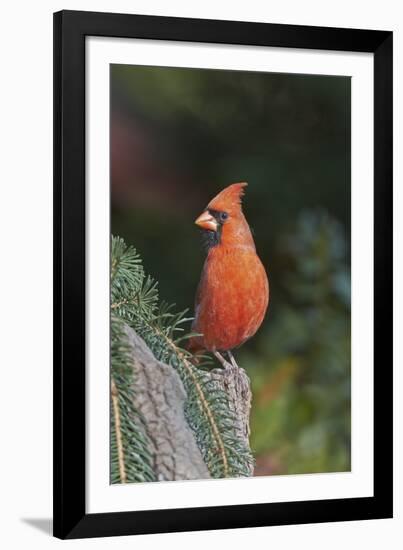 Northern Cardinal-Gary Carter-Framed Photographic Print