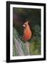 Northern Cardinal-Gary Carter-Framed Photographic Print