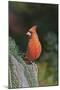 Northern Cardinal-Gary Carter-Mounted Photographic Print