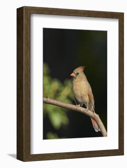 Northern Cardinal-Gary Carter-Framed Photographic Print