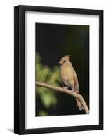 Northern Cardinal-Gary Carter-Framed Photographic Print