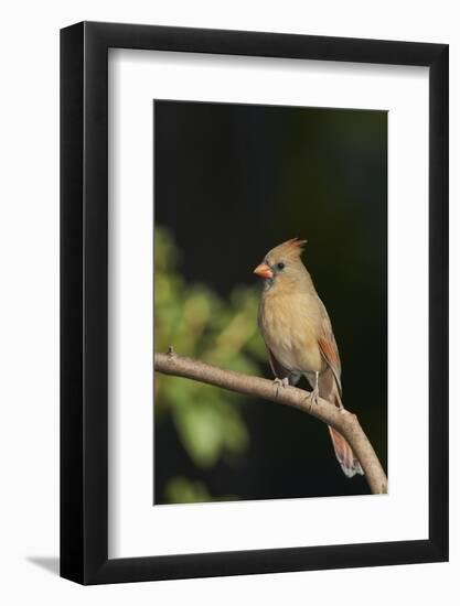 Northern Cardinal-Gary Carter-Framed Photographic Print