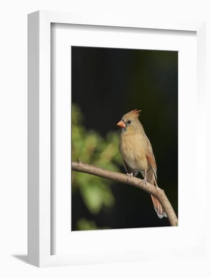 Northern Cardinal-Gary Carter-Framed Photographic Print