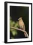 Northern Cardinal-Gary Carter-Framed Photographic Print