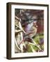 Northern Cardinal-Gary Carter-Framed Photographic Print