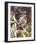 Northern Cardinal-Gary Carter-Framed Photographic Print