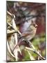 Northern Cardinal-Gary Carter-Mounted Photographic Print