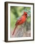 Northern Cardinal-Gary Carter-Framed Photographic Print