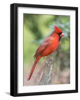 Northern Cardinal-Gary Carter-Framed Photographic Print