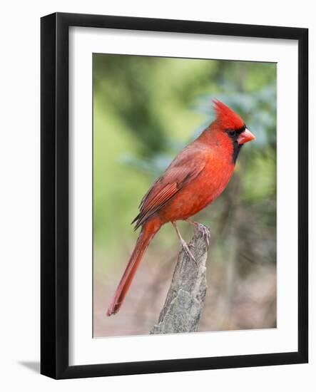 Northern Cardinal-Gary Carter-Framed Photographic Print