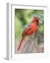 Northern Cardinal-Gary Carter-Framed Photographic Print