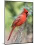 Northern Cardinal-Gary Carter-Mounted Photographic Print