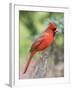 Northern Cardinal-Gary Carter-Framed Photographic Print