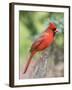 Northern Cardinal-Gary Carter-Framed Photographic Print