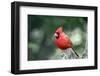 Northern Cardinal-Gary Carter-Framed Photographic Print