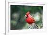 Northern Cardinal-Gary Carter-Framed Photographic Print