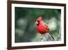 Northern Cardinal-Gary Carter-Framed Photographic Print