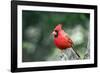 Northern Cardinal-Gary Carter-Framed Photographic Print