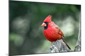 Northern Cardinal-Gary Carter-Mounted Photographic Print