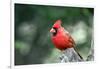 Northern Cardinal-Gary Carter-Framed Photographic Print