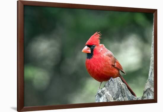 Northern Cardinal-Gary Carter-Framed Photographic Print