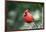 Northern Cardinal-Gary Carter-Framed Photographic Print