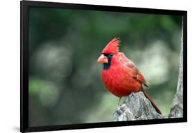 Northern Cardinal-Gary Carter-Framed Photographic Print