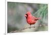 Northern Cardinal-Gary Carter-Framed Photographic Print